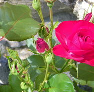 juin2009 087.JPG